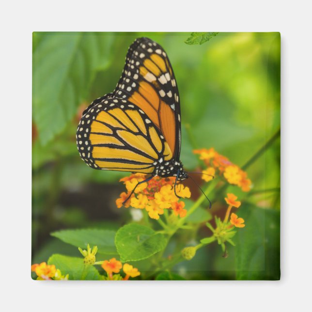 Monarch auf Lantana Magnet (Vorne)