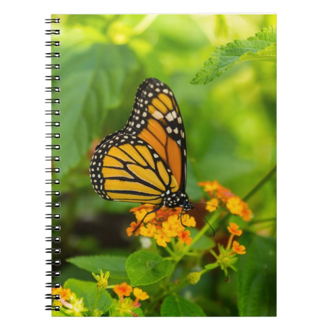 Monarch auf Lantana Notizblock (Vorderseite)