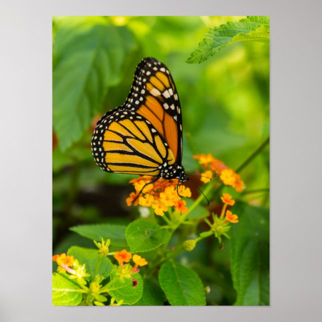 Monarch auf Lantana Poster (Vorne)