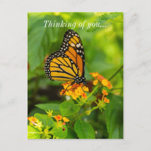 Monarch auf Lantana Postkarte