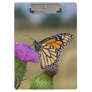 Monarch auf Weide-Distel Prairie Ridge Klemmbrett