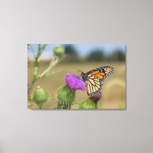 Monarch auf Weide-Distel Prairie Ridge Leinwanddruck