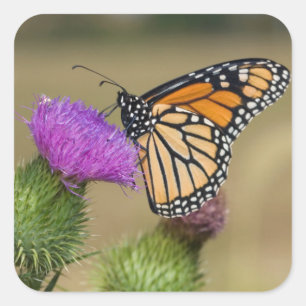 Monarch auf Weide-Distel Prairie Ridge Quadratischer Aufkleber