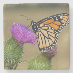 Monarch auf Weide Distel Prairie Ridge Steinuntersetzer