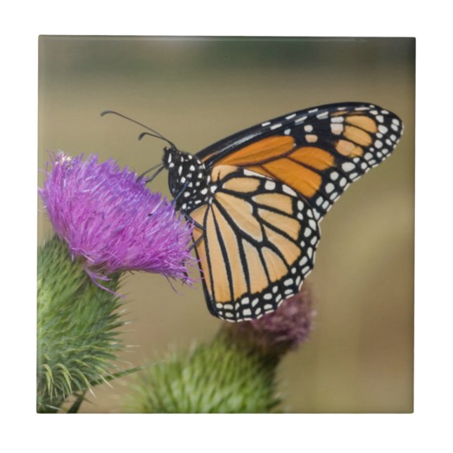 Monarch auf Weide Thistle Prairie Ridge Fliese (Vorderseite)