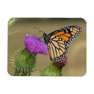 Monarch auf Weide Thistle Prairie Ridge Magnet
