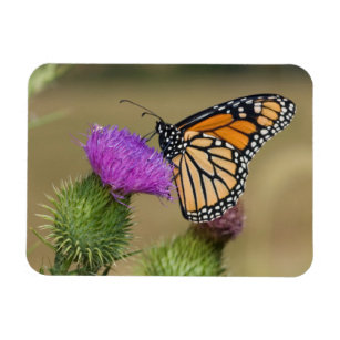 Monarch auf Weide Thistle Prairie Ridge Magnet