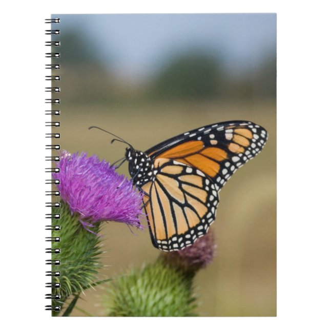 Monarch auf Weide Thistle Prairie Ridge Notizblock (Vorderseite)