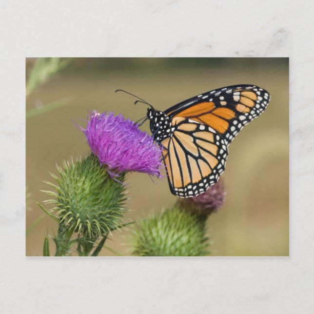 Monarch auf Weide Thistle Prairie Ridge Postkarte (Vorderseite)
