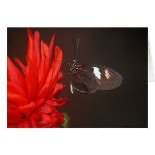 Monarch Black Butterfly