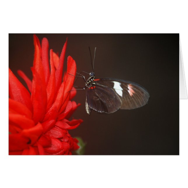 Monarch Black Butterfly (Vorderseite (Horizontal))