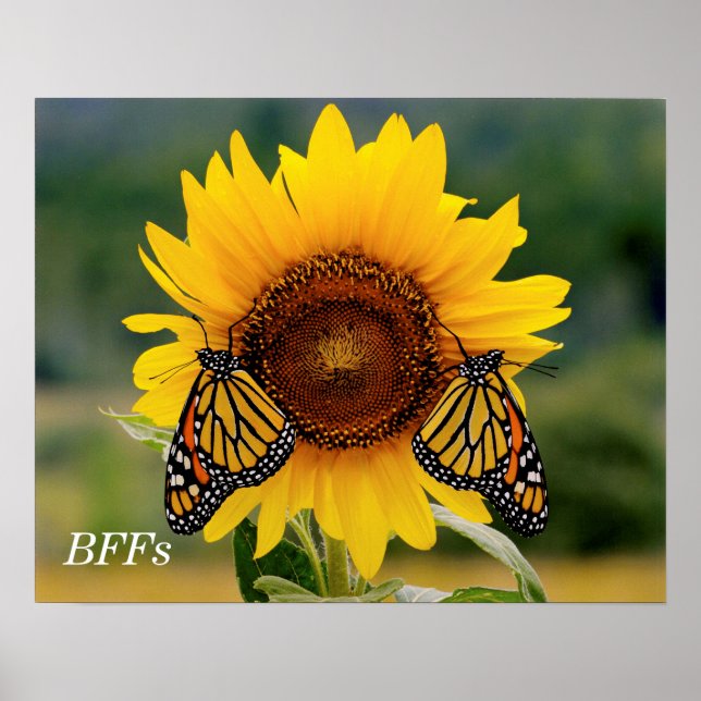 Monarch Butterblüten auf Sonnenblumen Poster (Vorne)