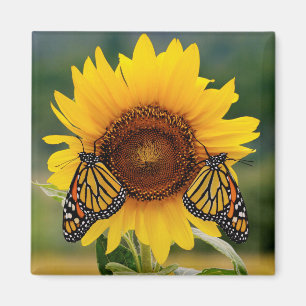 Monarch Butterfies auf Sonnenblume Magnet