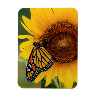 Monarch Butterfies auf Sonnenblume Magnet