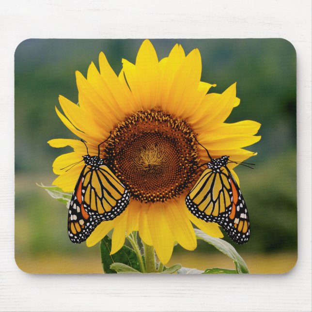 Monarch Butterfies auf Sonnenblume Mousepad (Vorne)