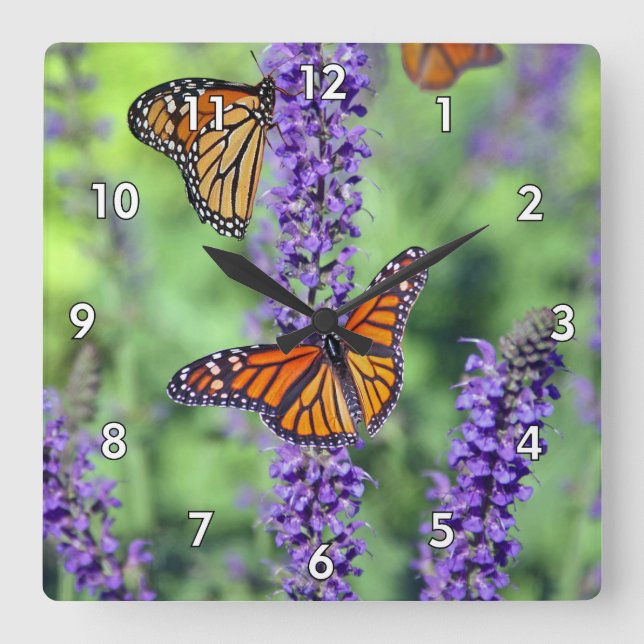 Monarch Butterfliegen auf den englischen Lavendel- Quadratische Wanduhr (Vorderseite)