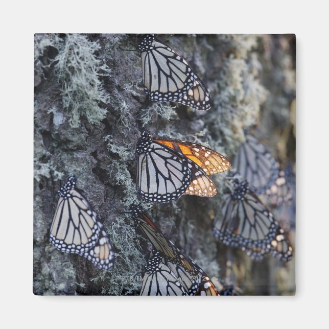 Monarch Butterfliegen auf Pine Tree, Sierra Chincu Magnet (Vorne)