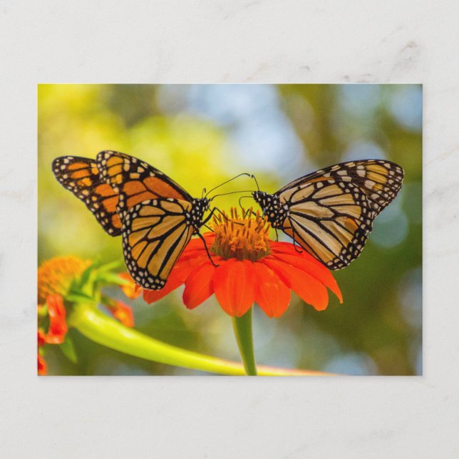 Monarch Butterfliegen auf Wildblumen Postkarte (Vorderseite)