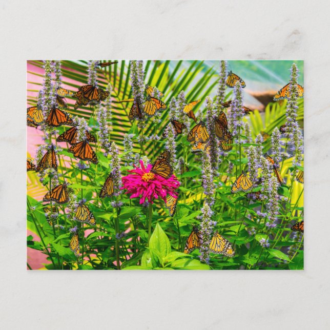 Monarch Butterfliegen Postkarte (Vorderseite)