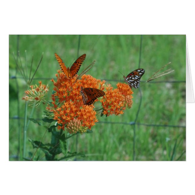 Monarch Butterflies-Blankkarte (Vorderseite (Horizontal))