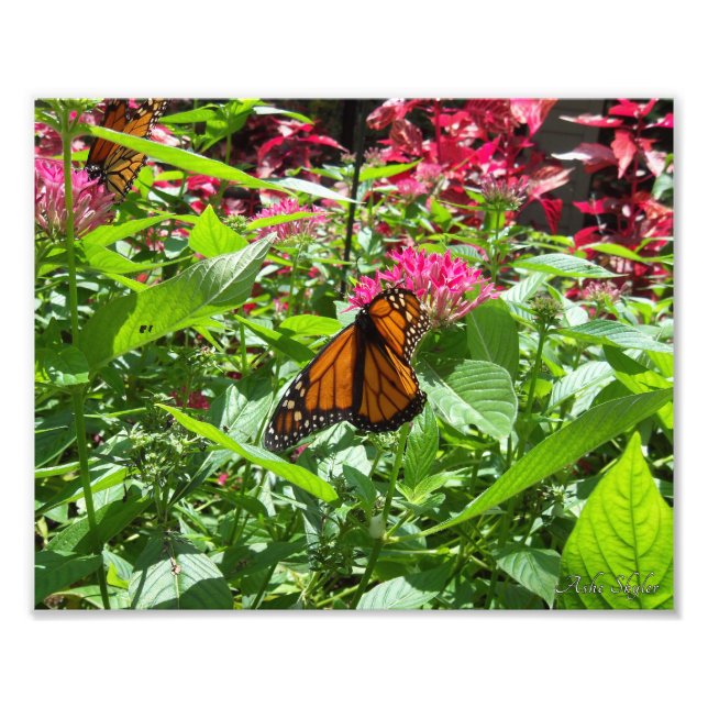 Monarch Butterflies Fotodruck (Vorne)