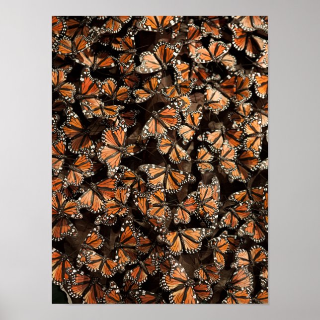 Monarch Butterflies Poster (Vorne)