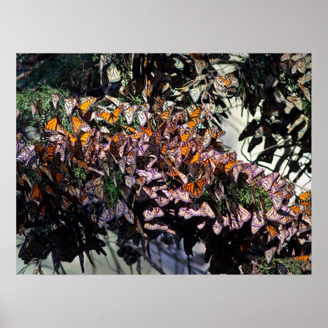 Monarch Butterflies Poster (Vorne)