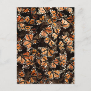 Monarch Butterflies Postkarte