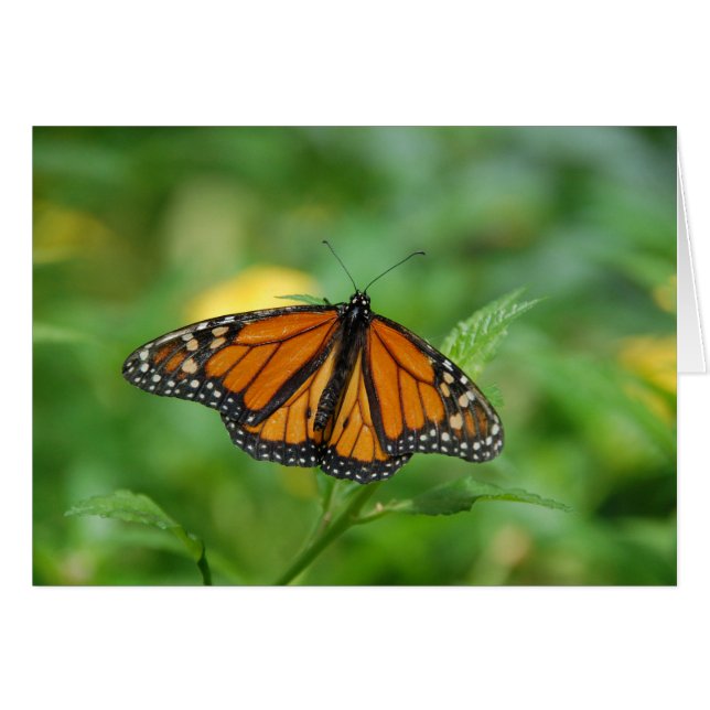 Monarch Butterfly (Vorderseite (Horizontal))