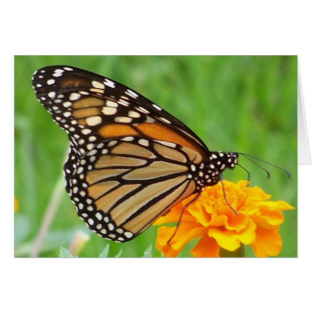 Monarch Butterfly (Vorderseite (Horizontal))
