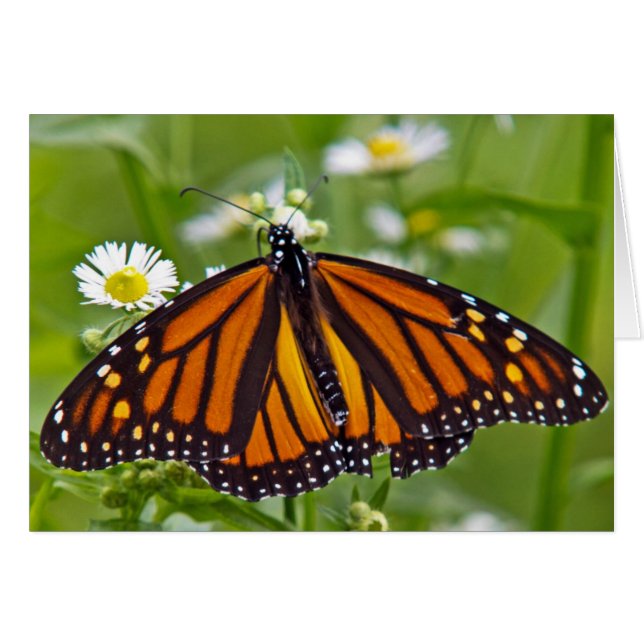 Monarch Butterfly (Vorderseite (Horizontal))
