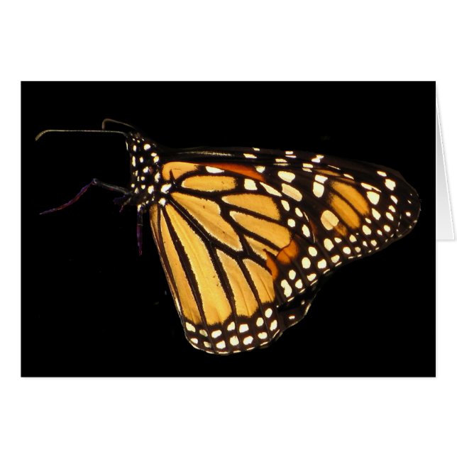 Monarch Butterfly (Vorderseite (Horizontal))