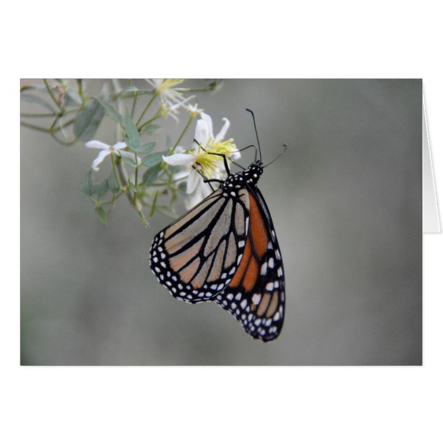 Monarch Butterfly (Vorderseite (Horizontal))
