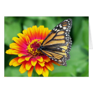 Monarch Butterfly
