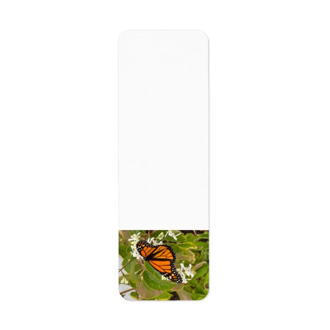 Monarch Butterfly (Vorne)