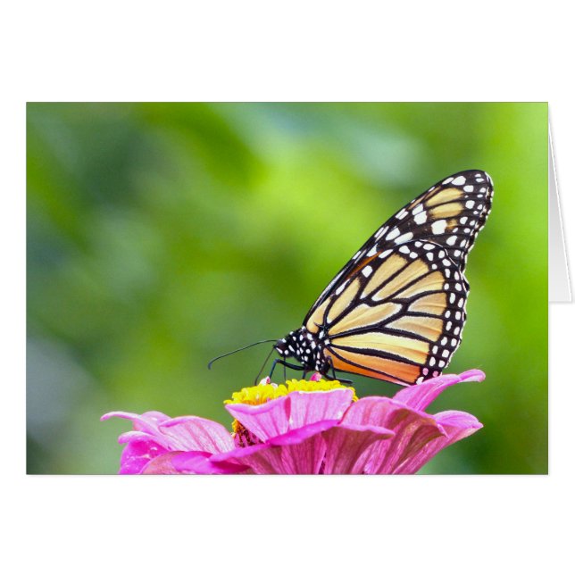 Monarch Butterfly (Vorderseite (Horizontal))