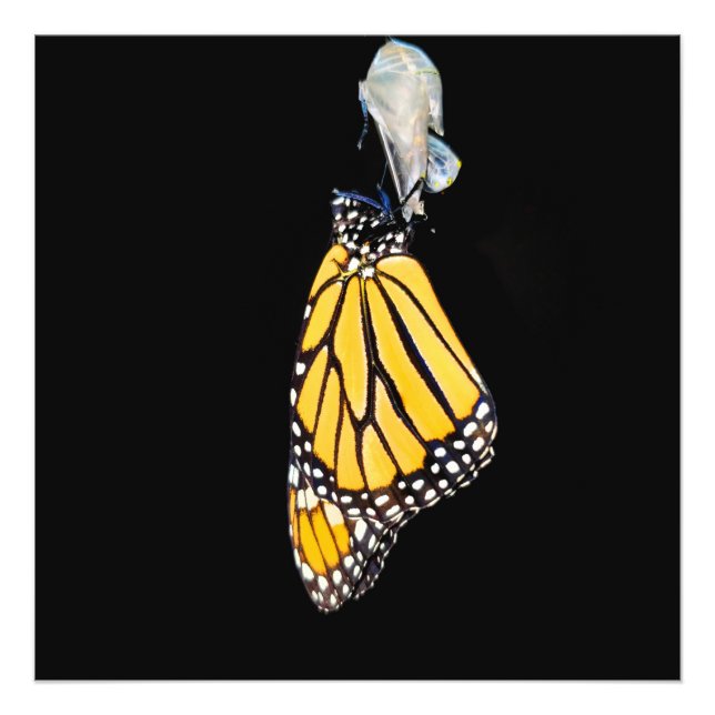 Monarch Butterfly 2022 - Foto Print (Vorne)