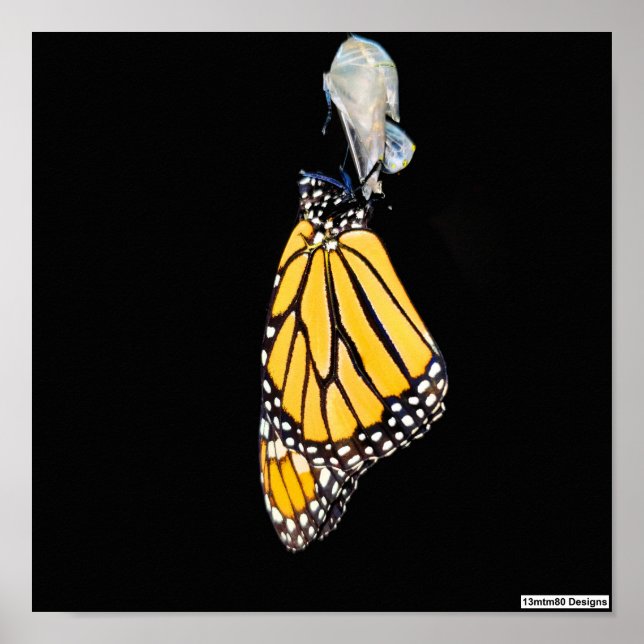 Monarch Butterfly 2022 - Poster (Vorne)