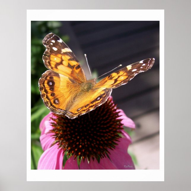 Monarch Butterfly 2 Poster (Vorne)