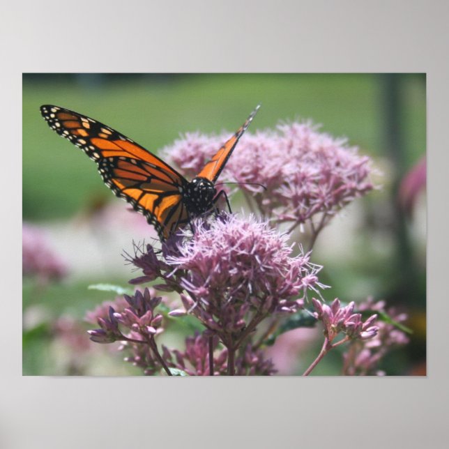 Monarch Butterfly_2 Poster (Vorne)