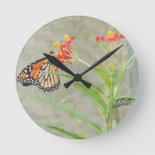 Monarch Butterfly and Caterpillar Runde Wanduhr