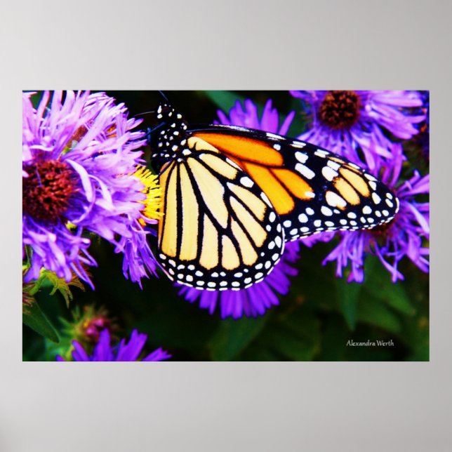 Monarch Butterfly, Aster Poster (Vorne)