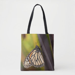 Monarch Butterfly auf Agave