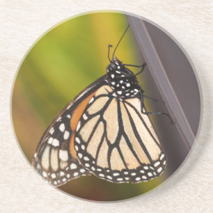 Monarch Butterfly auf Agave Getränkeuntersetzer