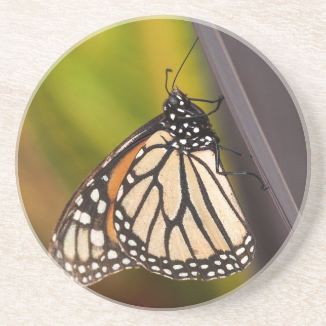 Monarch Butterfly auf Agave Getränkeuntersetzer (Vorne)