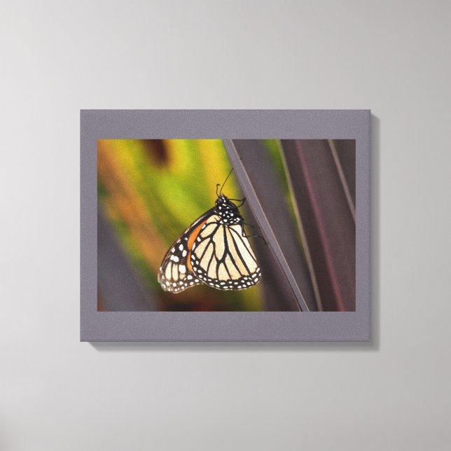 Monarch Butterfly auf Agave Leinwanddruck (Vorderseite)