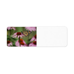 Monarch Butterfly auf Blume