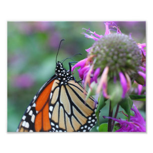 Monarch Butterfly auf Blume 10x8 Natur Fotodruck