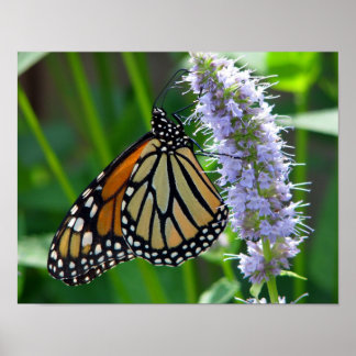 Monarch Butterfly auf Blume Poster