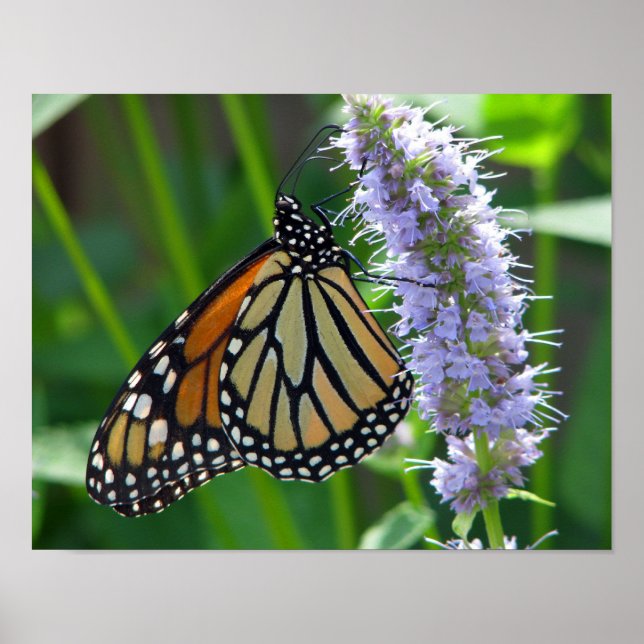 Monarch Butterfly auf Blume Poster (Vorne)
